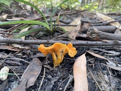 Cantharellus concinnus