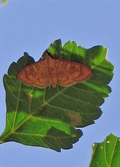 Prenesta scyllalis
