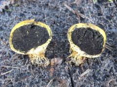 Scleroderma meridionale