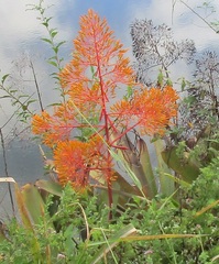 Aechmea leptantha