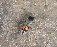 Hoplomutilla spinosa