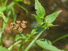 Thaspium trifoliatum trifoliatum