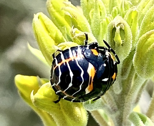 iNaturalist observation photo of Harlequin Bug