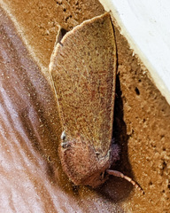 Orthosia transparens