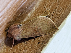 Orthosia transparens