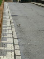 Streptopelia decaocto