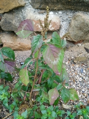 Amaranthus