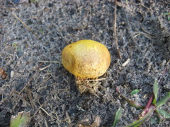 Scleroderma meridionale