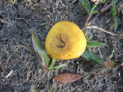 Scleroderma meridionale