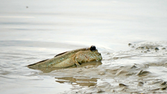 Periophthalmodon schlosseri