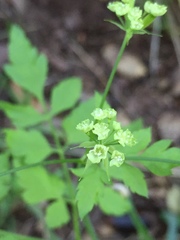 Osmorhiza brachypoda