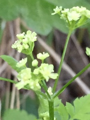 Osmorhiza brachypoda