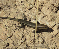 Trachylepis varia