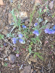Phacelia breweri
