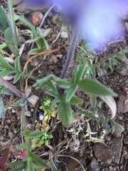 Phacelia breweri
