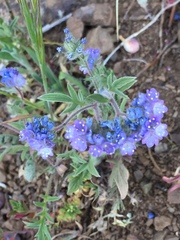 Phacelia breweri