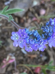 Phacelia breweri