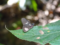 Archonias brassolis tereas