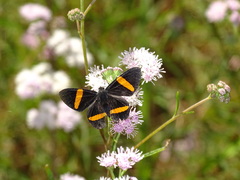 Panara