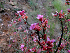 Jacksonia thesioides