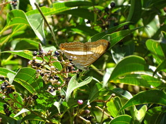 Adelpha gavina