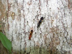 Parahiranetis salgadoi