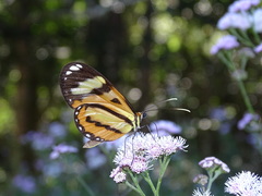 Hypothyris ninonia daeta