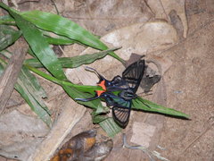 Chorinea heliconides