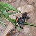 Chorinea heliconides - Photo (c) Kevin Kerr, some rights reserved (CC BY-NC), uploaded by Kevin Kerr