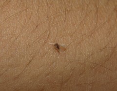 Phlebotominae