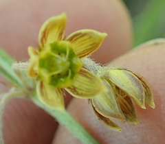 Asclepiadinae