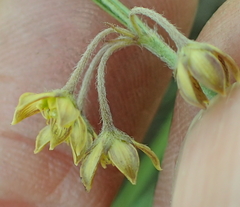 Asclepiadinae