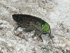 Chrysobothris femorata