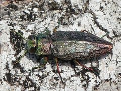 Chrysobothris femorata