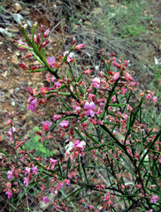 Jacksonia thesioides