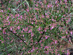 Jacksonia thesioides