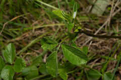Bituminaria