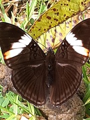 Adelpha lycorias