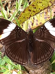 Adelpha lycorias