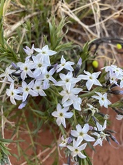 Amsonia tomentosa