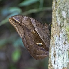Eryphanis