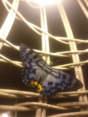 Dysphania transducta