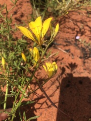 Cleome uncifera