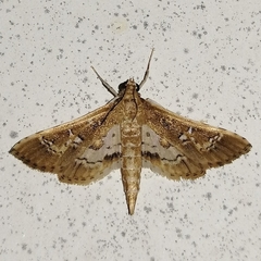 Crocidocnemis pellucidalis