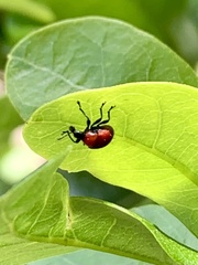 Homoeolabus analis