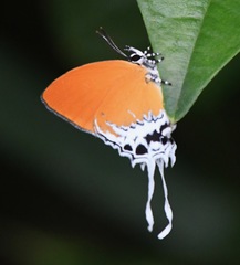 Eooxylides tharis distanti