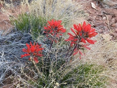 Castilleja scabrida