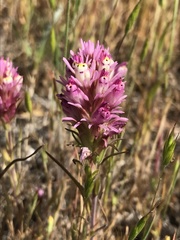 Castilleja densiflora densiflora