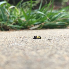 Rectiostoma xanthobasis