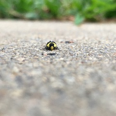 Rectiostoma xanthobasis